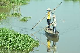 Nghiêm cấm sử dụng xung điện để khai thác thủy sản